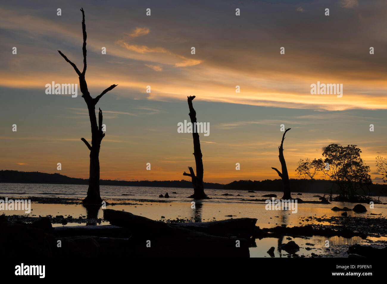 Silhouette d'arbres et de bois contre le soleil couchant sur la plage au Chidiya Tapu, Andaman Banque D'Images