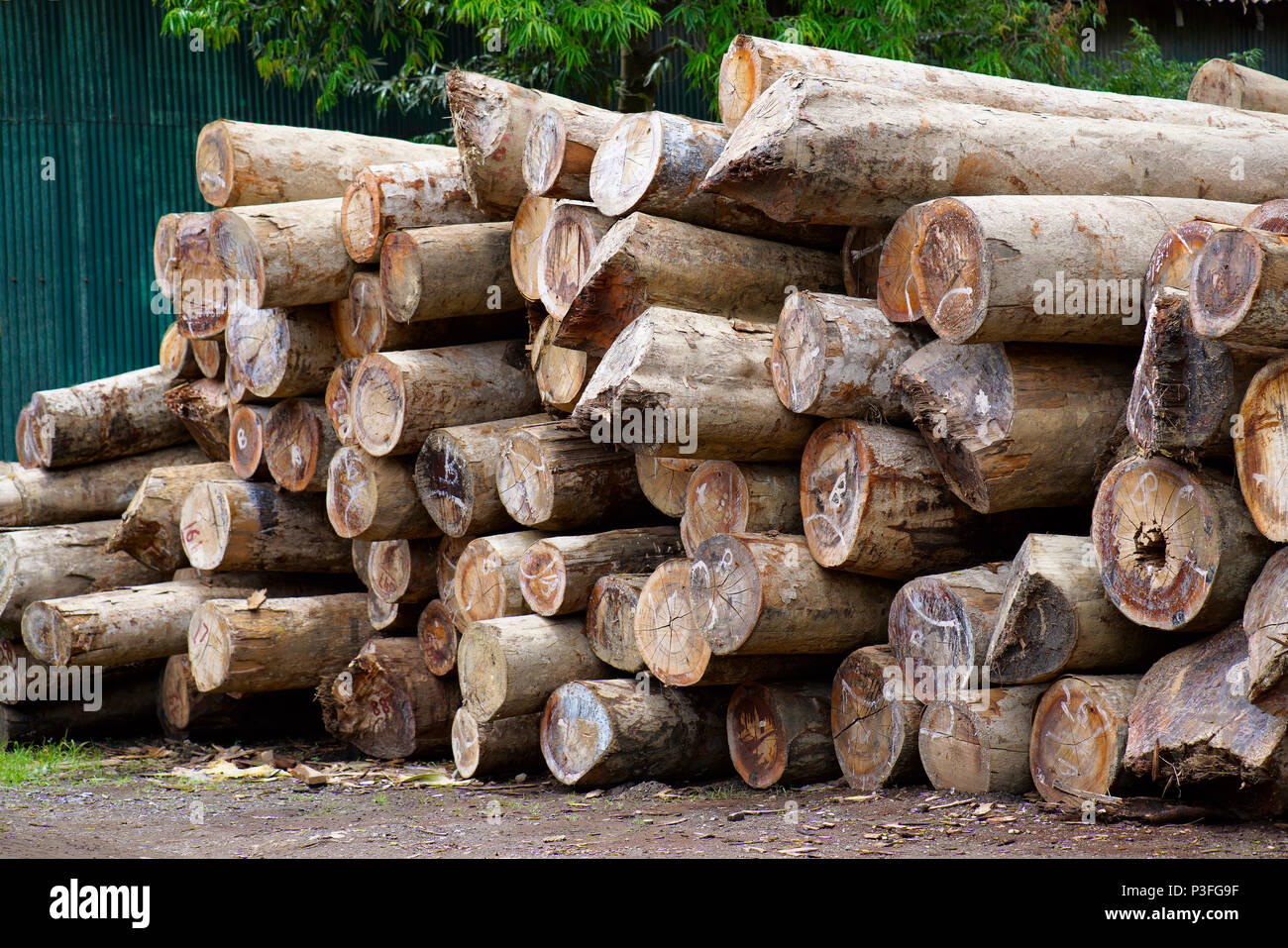 Bois de sciage à Chatham Scierie Haddo, Port Blair, Andaman Banque D'Images