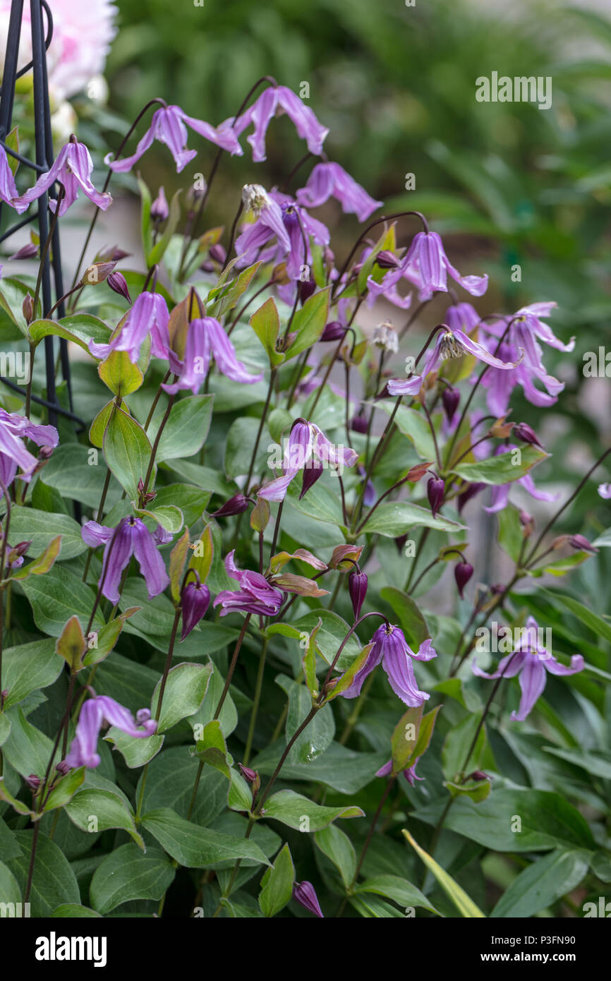 'Floris V' clematis solitaires, Helbladig klematis (Clematis integrifolia) Banque D'Images