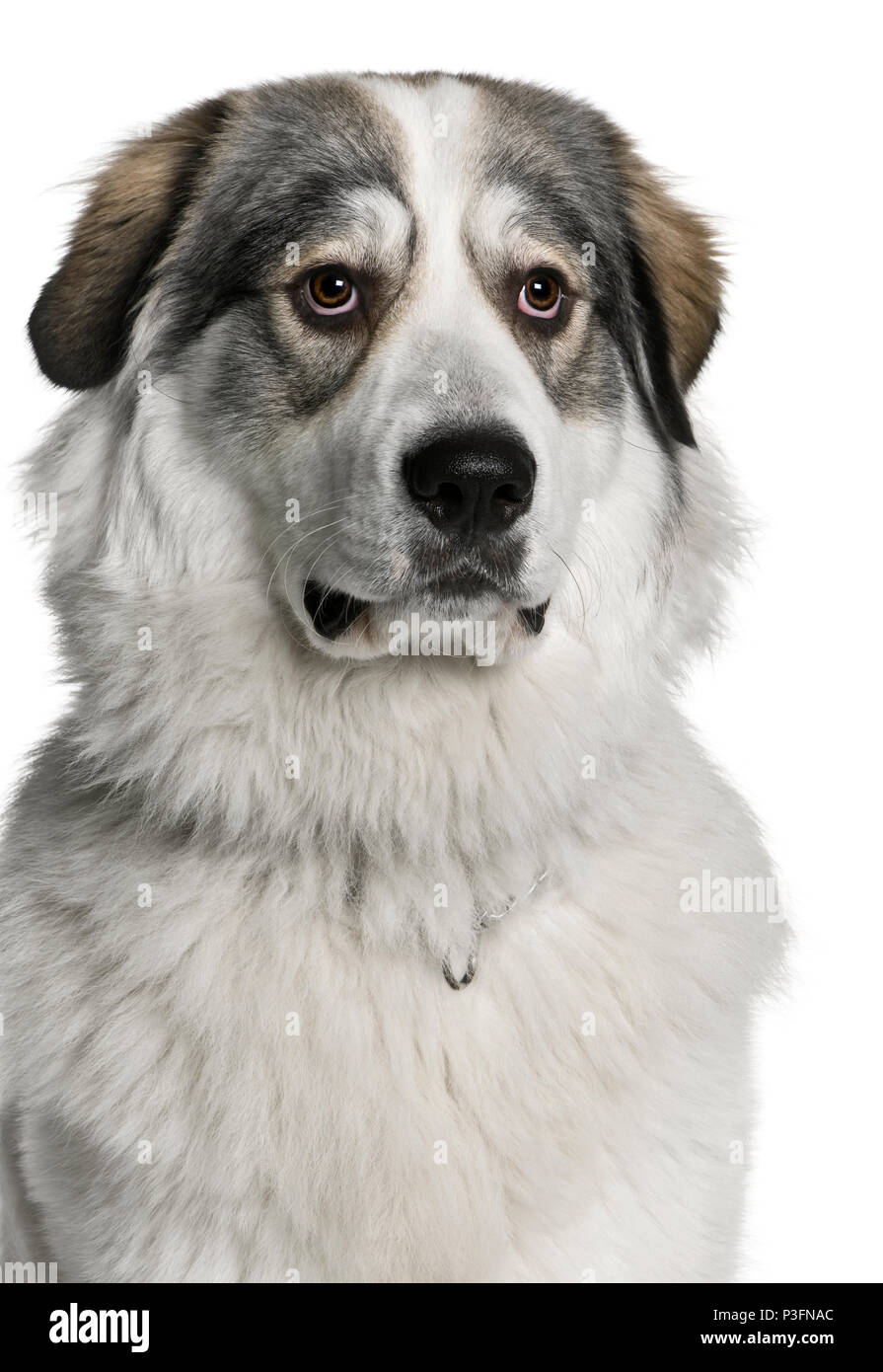 Chien de Montagne des Pyrénées, connu sous le nom de la Grande Chaîne des Pyrénées, 8 months old, in front of white background Banque D'Images