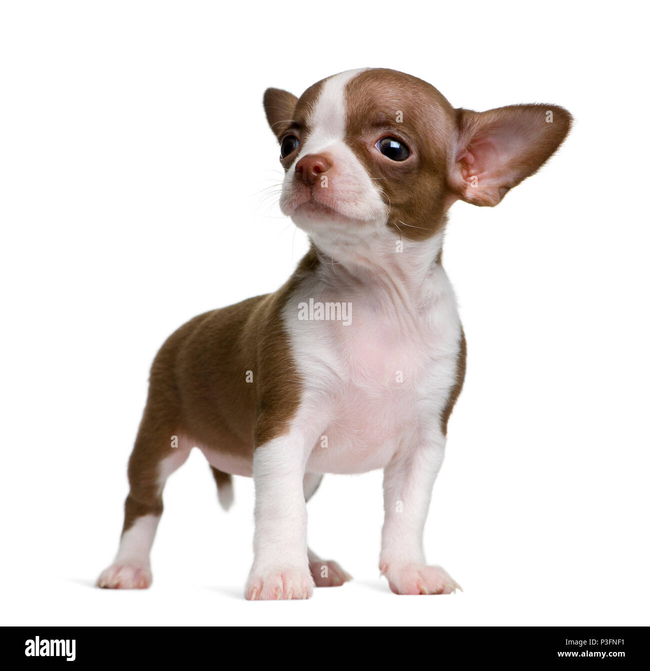 Le chocolat blanc et Chihuahua puppy, 8 semaines in front of white background Banque D'Images