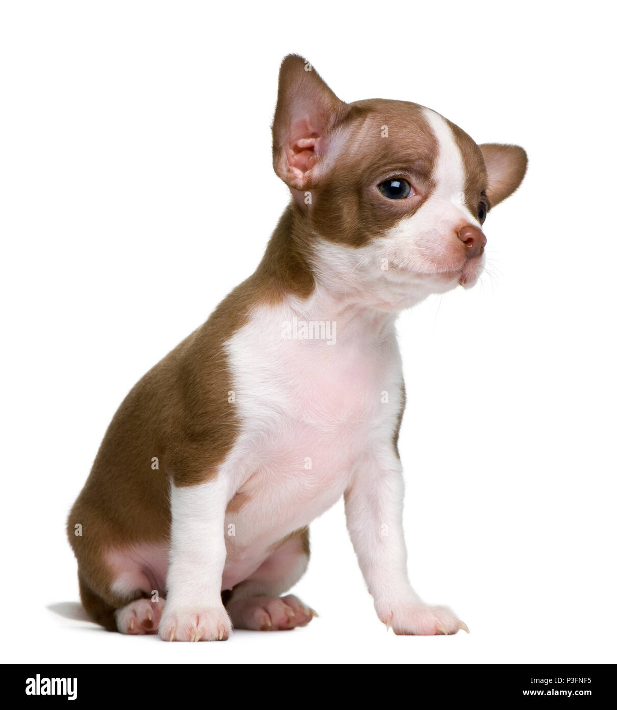 Le chocolat blanc et Chihuahua puppy, 8 semaines old, in front of white background Banque D'Images