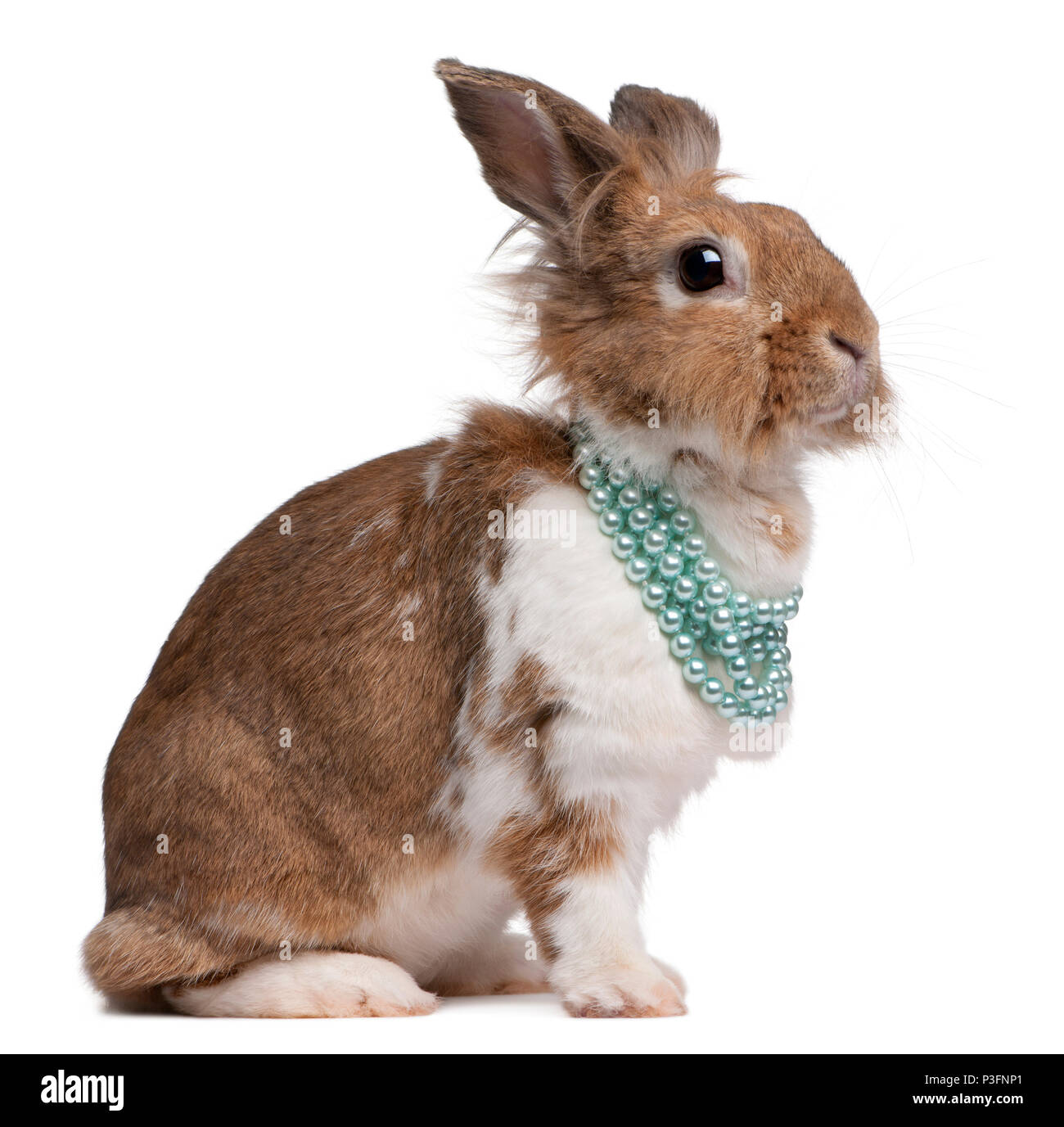 Portrait d'un lapin européen portant des colliers de perles, Oryctolagus cuniculus, in front of white background Banque D'Images