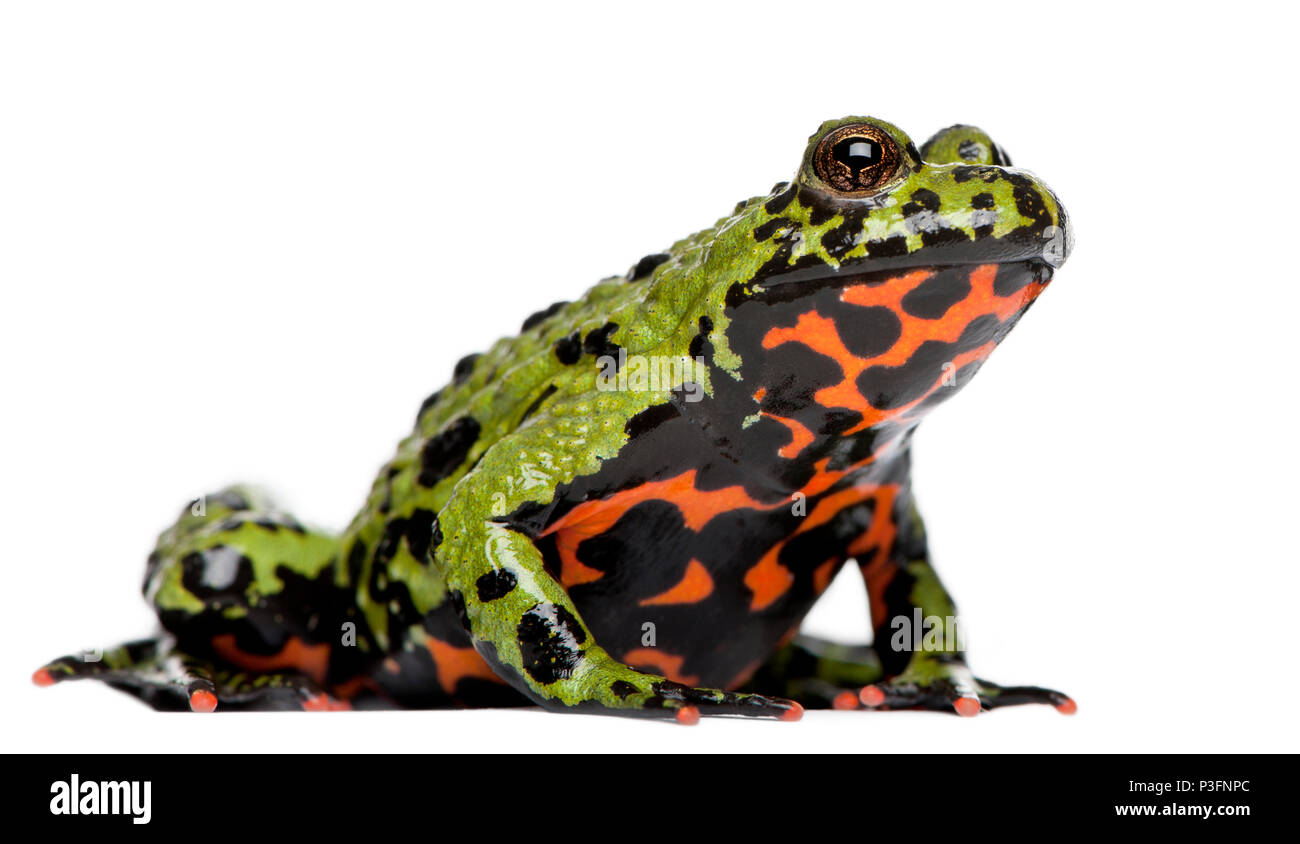 Feu Oriental-bellied Toad, Bombina orientalis, in front of white background Banque D'Images