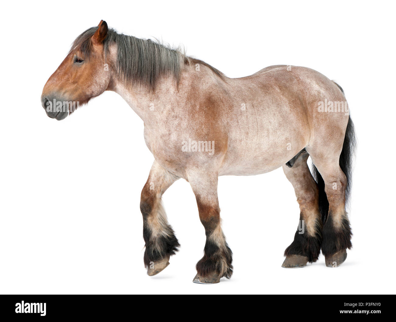 Cheval belge, Braban√ßon, 16 ans, marche in front of white background Banque D'Images