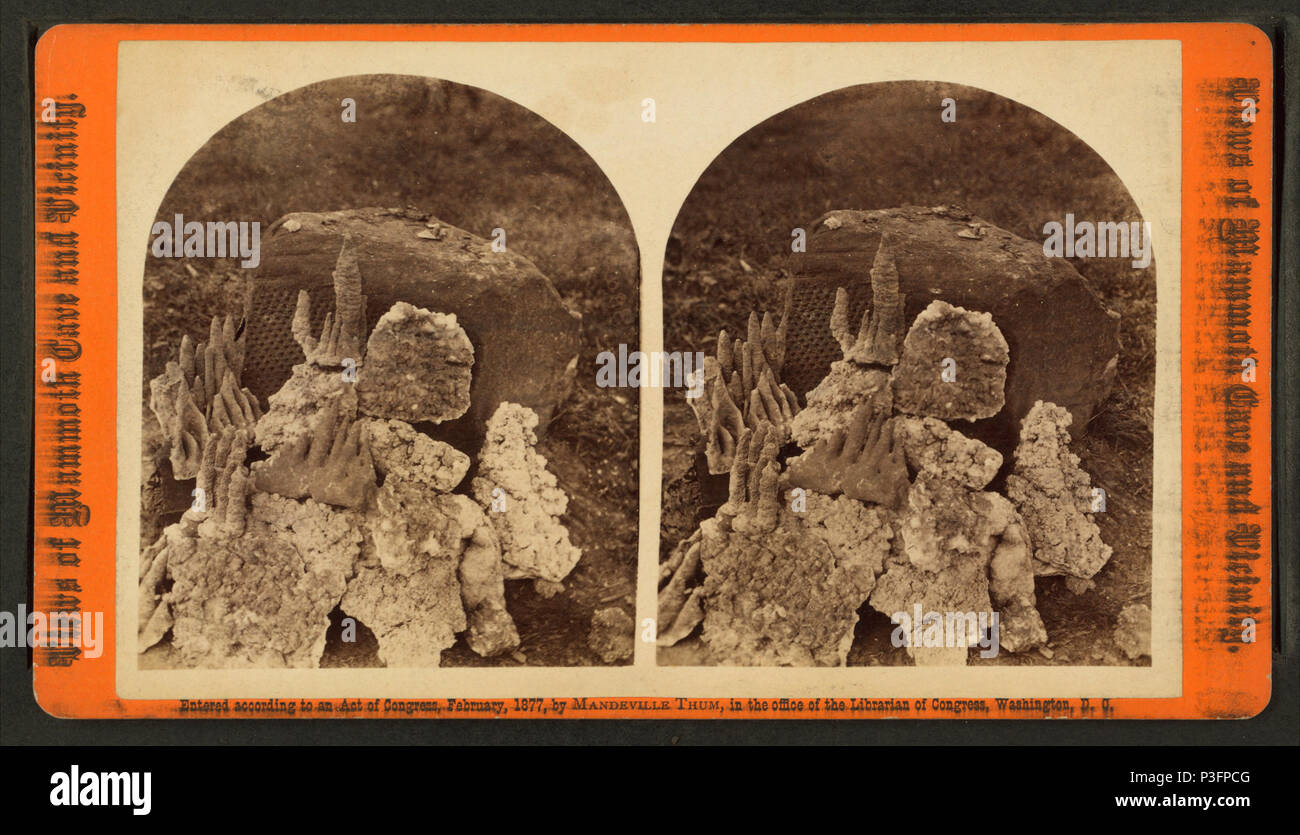 . "Collection du Centenaire de spécimens' TITRE ALTERNATIF : Vues de grotte Mammoth. Couverture : 1876-1877. Mentions légales Source : Louisville, KY.  : Mandeville Thum, 1876-1877.. Point numérique publié le 6-16-2005 ; mise à jour 2-12-2009. 5 "Collection du Centenaire de spécimens", par Thum, M. (Mandeville) Banque D'Images