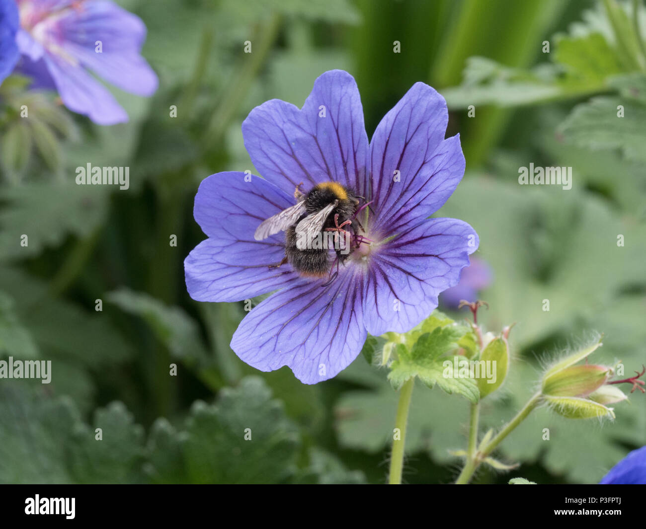 Un bourdon qui se nourrit d'une seule fleur de géranium bleu Banque D'Images