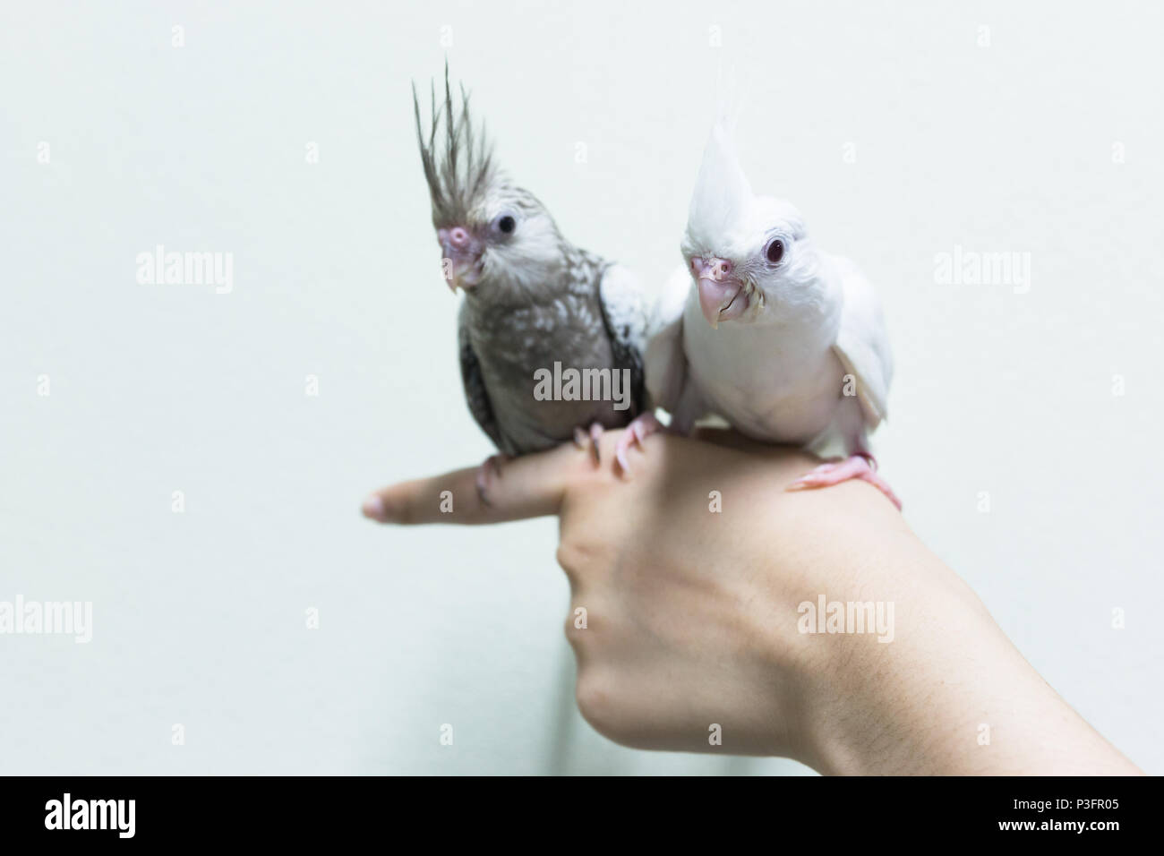 Gris Et Blanc Bebe Cockatiel Femelle Doigt Sur Les Oiseaux L Espace De Copie Avec Mur De Ciment Photo Stock Alamy