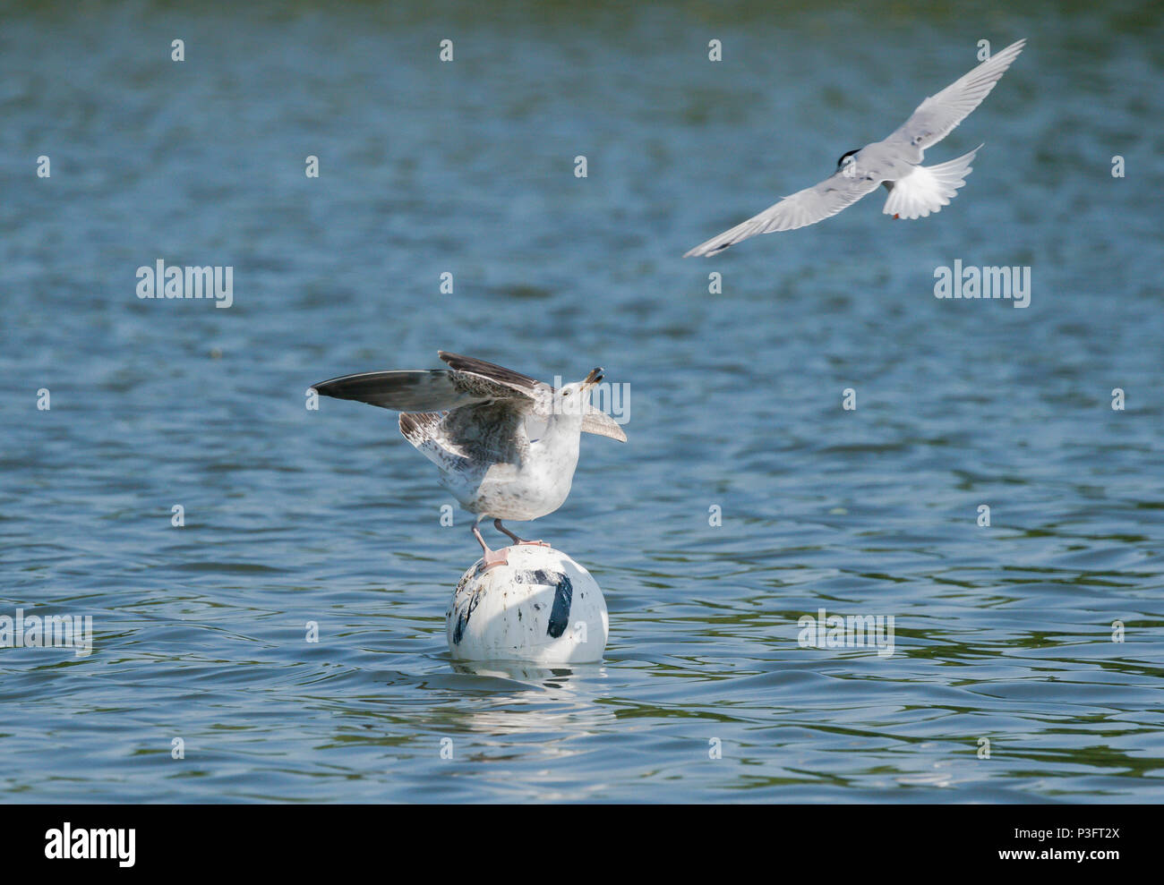 Une attaque de sternes une mouette Banque D'Images