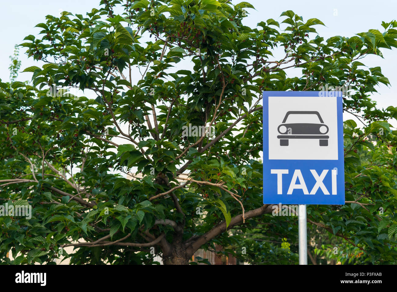 Taxi parking street sign sur le post avec les feuilles vertes et beaucoup de copy space Banque D'Images