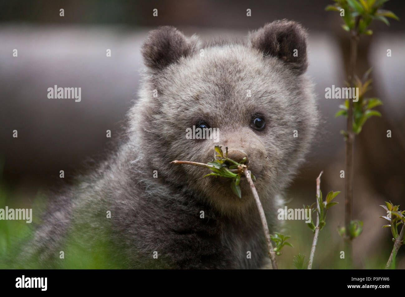 Mignon Bebe Adorable Ourson Qui Sent Une Plante Avec Nez Sale Photo Stock Alamy