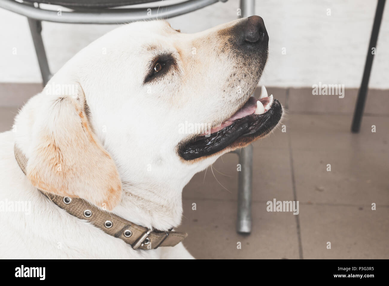 Portrait of white Labrador Retriever looking up Banque D'Images