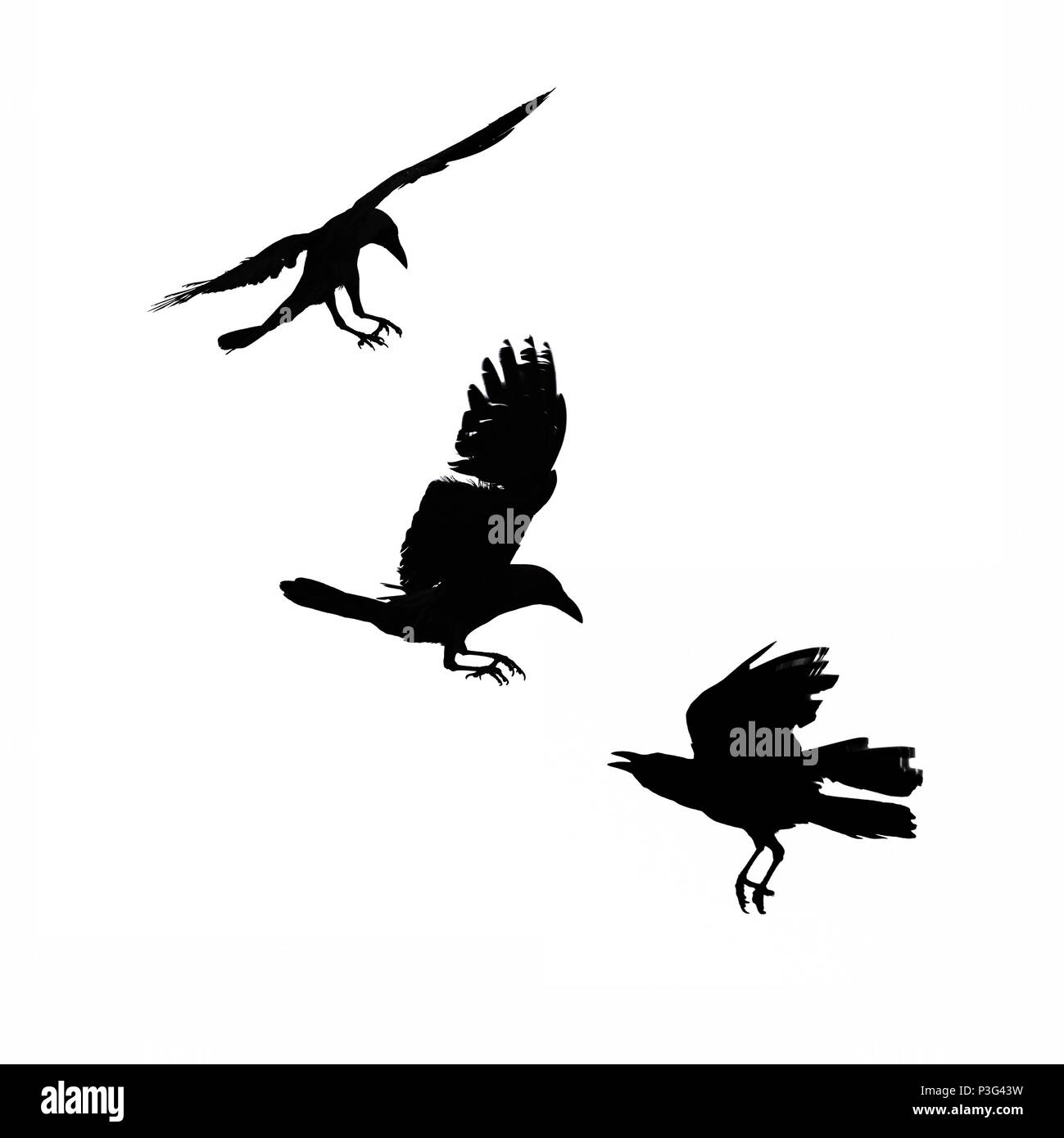 Trois corbeaux en vol, silhouette isolé sur fond blanc Banque D'Images