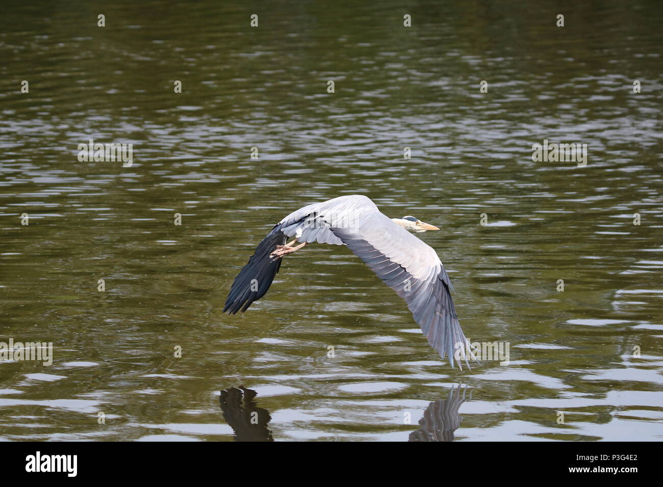 Héron cendré (Ardea cinerea) en vol, le nord-ouest de l'Angleterre, Royaume-Uni Banque D'Images