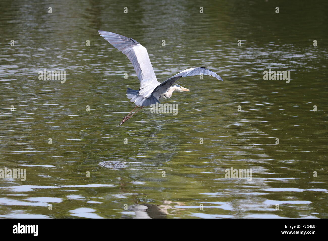 Héron cendré (Ardea cinerea) en vol, le nord-ouest de l'Angleterre, Royaume-Uni Banque D'Images