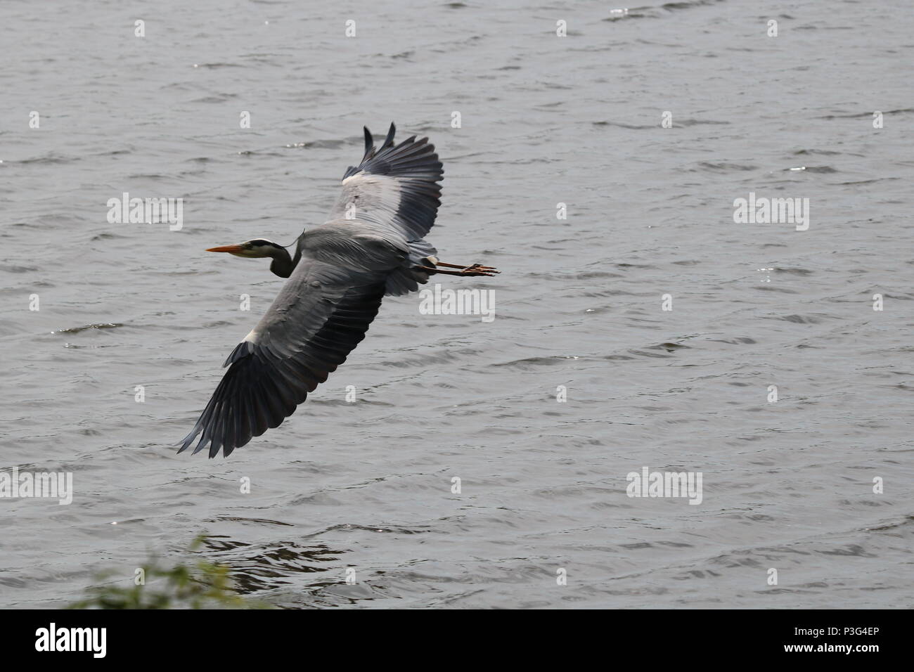 Héron cendré (Ardea cinerea) en vol, le nord-ouest de l'Angleterre, Royaume-Uni Banque D'Images