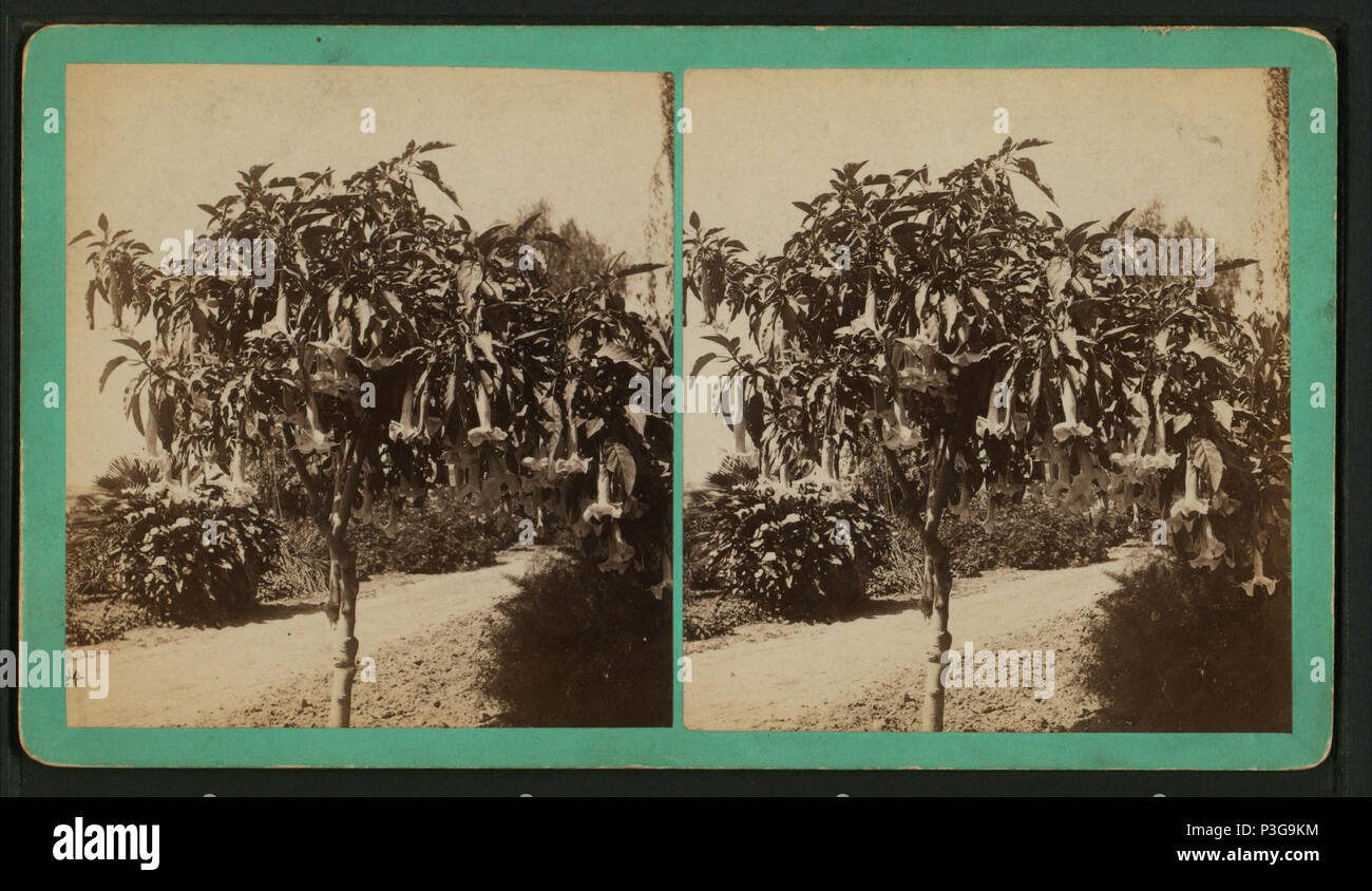 . Arbre généalogique de trompette, Los Angeles, Californie. Création : 1870-1909. Couverture : 1870 ?-1909 ?. Point numérique publié le 6-15-2005 ; mise à jour 2-12-2009. Arbre à trompettes 333, Los Angeles, Californie, à partir de Robert N. Dennis collection de vues stéréoscopiques Banque D'Images