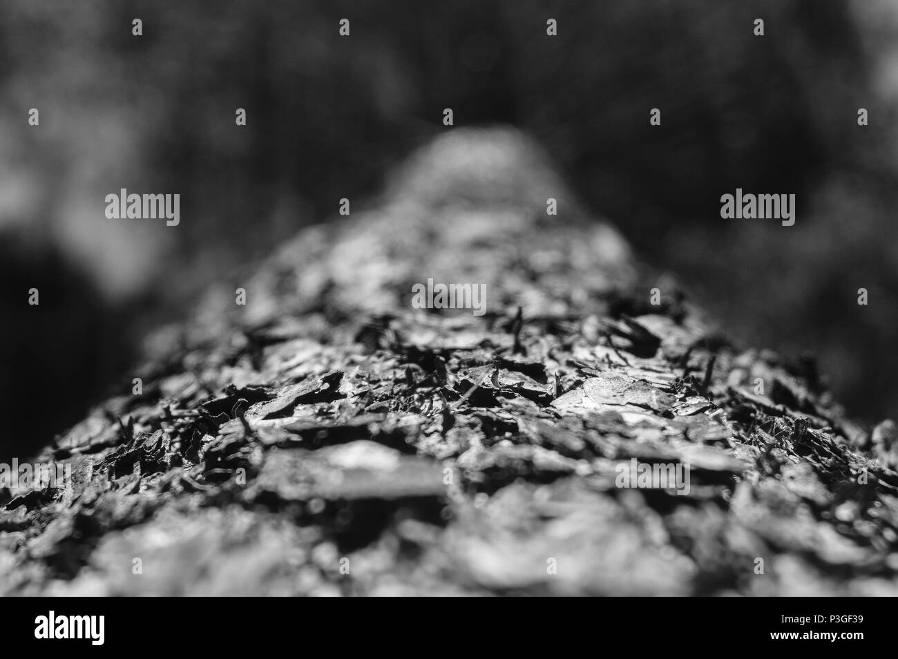 La texture de l'écorce des arbres Banque D'Images