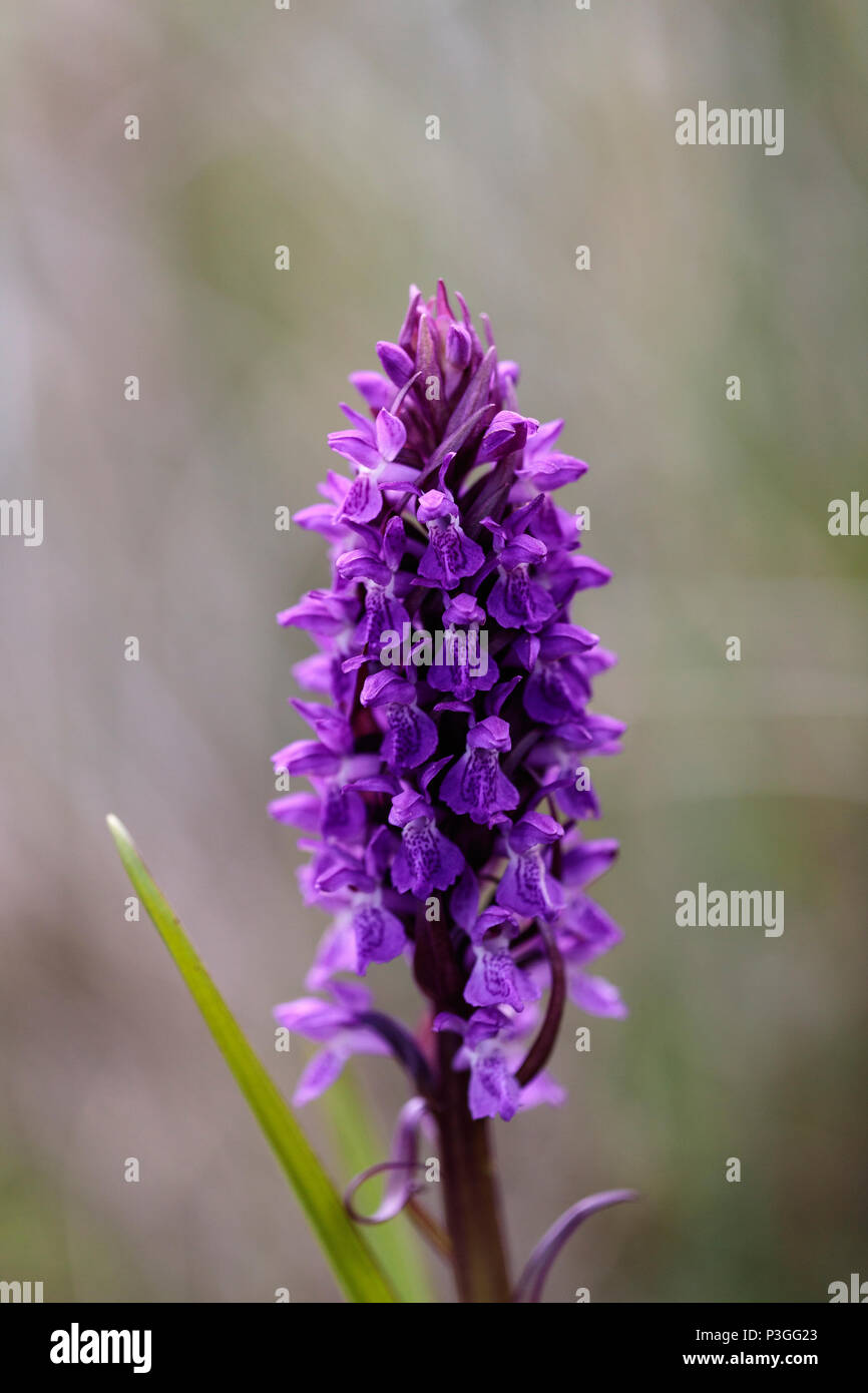 Early Purple orchid (Orchis mascula) Banque D'Images