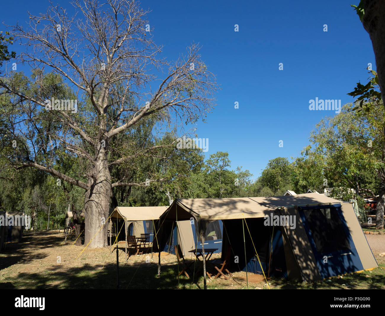 Un grand boab tree situé au milieu des tentes de serrage à El Questro WA Kimberley en Australie. Banque D'Images