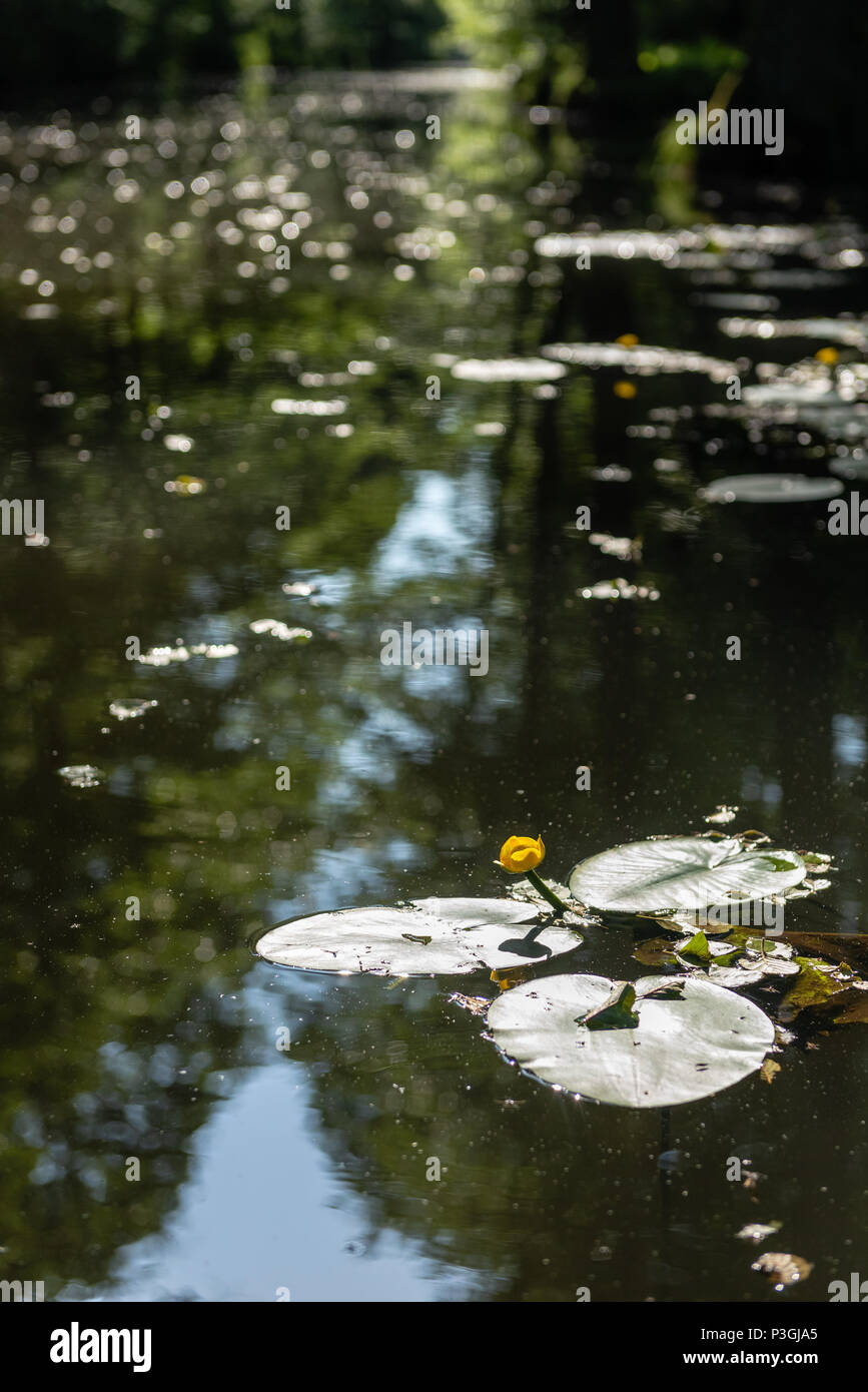 Le Spreewald (Allemand pour 'Spree Woods' ; en bas-sorabe : ) est un village pittoresque de l'état allemand de Brandebourg. Banque D'Images