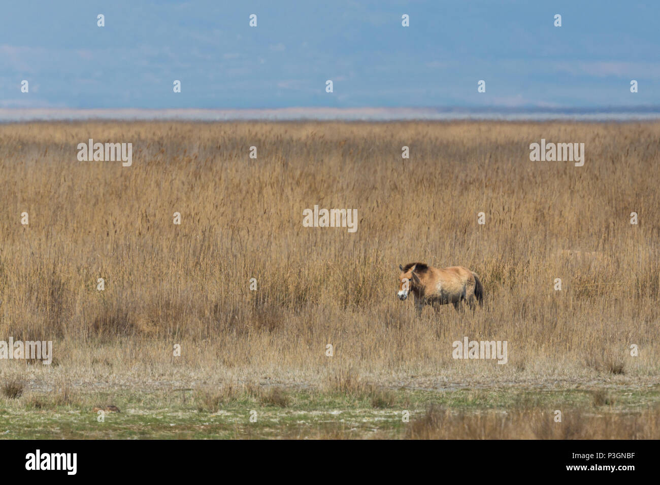Un cheval sauvage Przewalski naturelle debout dans la prairie clairsemée Banque D'Images