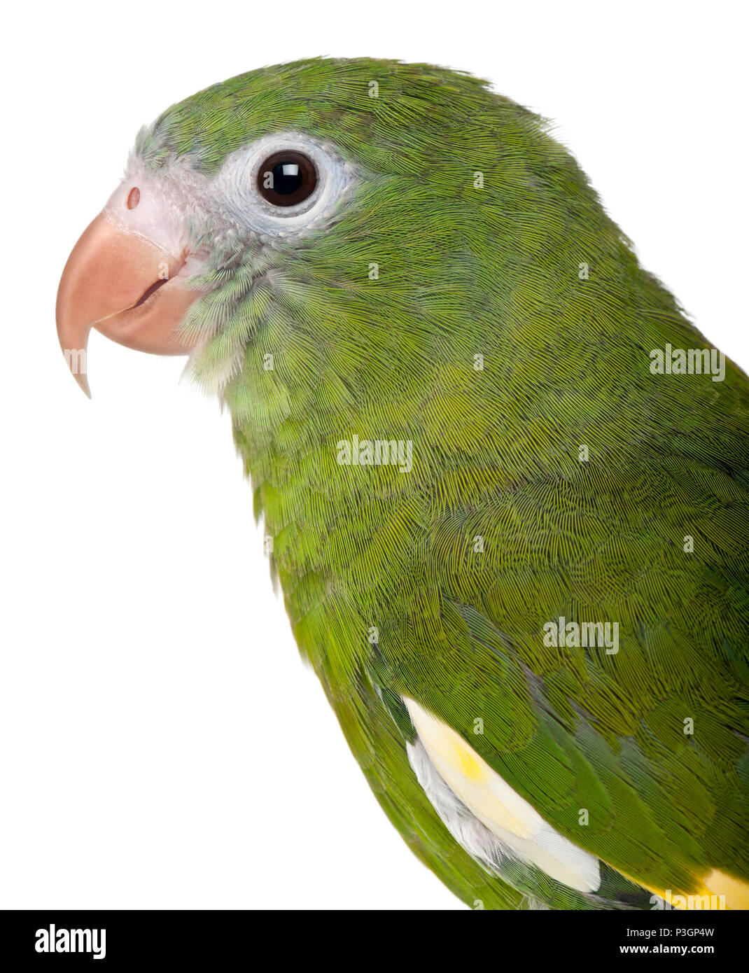 Close-up of White-winged Parakeet Brotogeris versicolurus,, 5 ans, in front of white background Banque D'Images