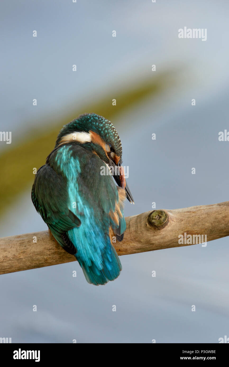 Kingfisher commun / Optimize ( Alcedo atthis ), perché sur une branche, l'arrière, à l'éraflure sur son bec avec son pied, l'air drôle, la faune, l'Europe. Banque D'Images