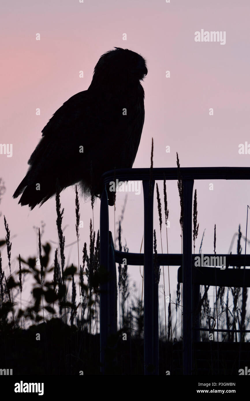 Grand / Owl Bubo bubo Europaeischer Uhu ( ) perché au dessus des champs sur un affût, silhouetté contre couleur rose bleu ciel du soir, heure, w Banque D'Images