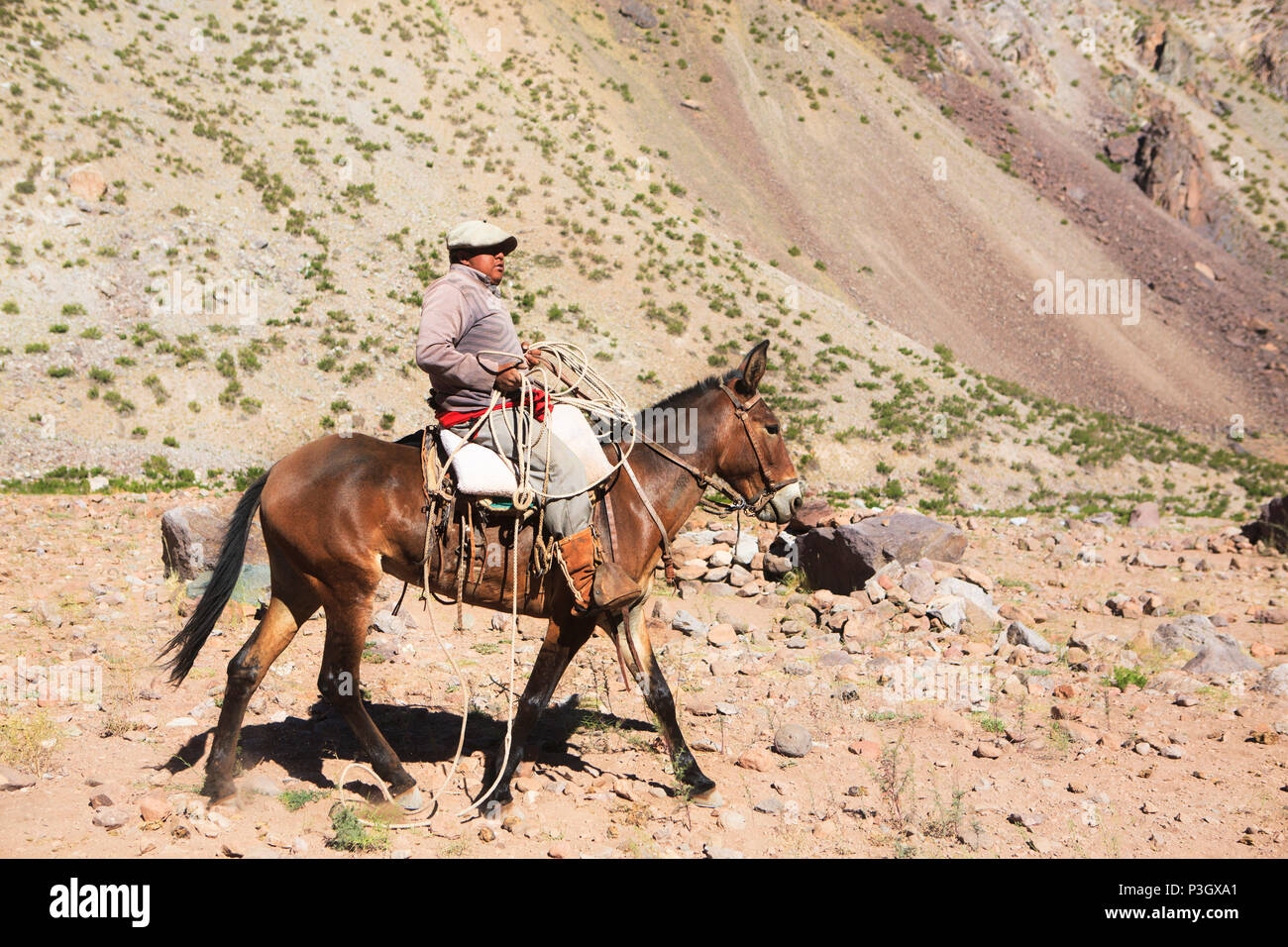 L'Argentine cowboys superviser la mule de fournitures le long sentier pour camp de base sur l'Aconcagua, Mendoza, Argentine Banque D'Images