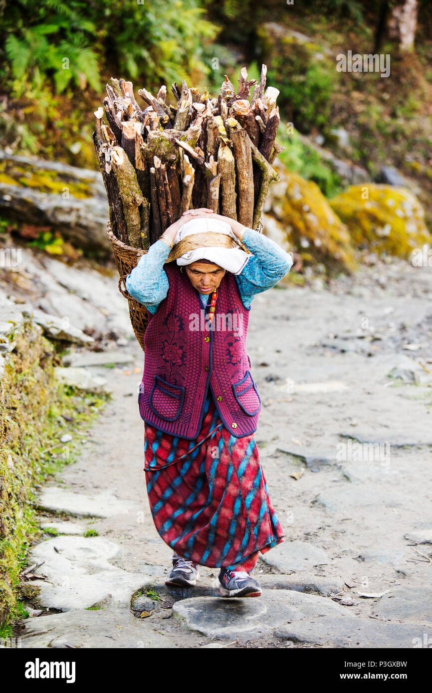 Femme népalaise paquet de bois, Himalaya, Népal Banque D'Images