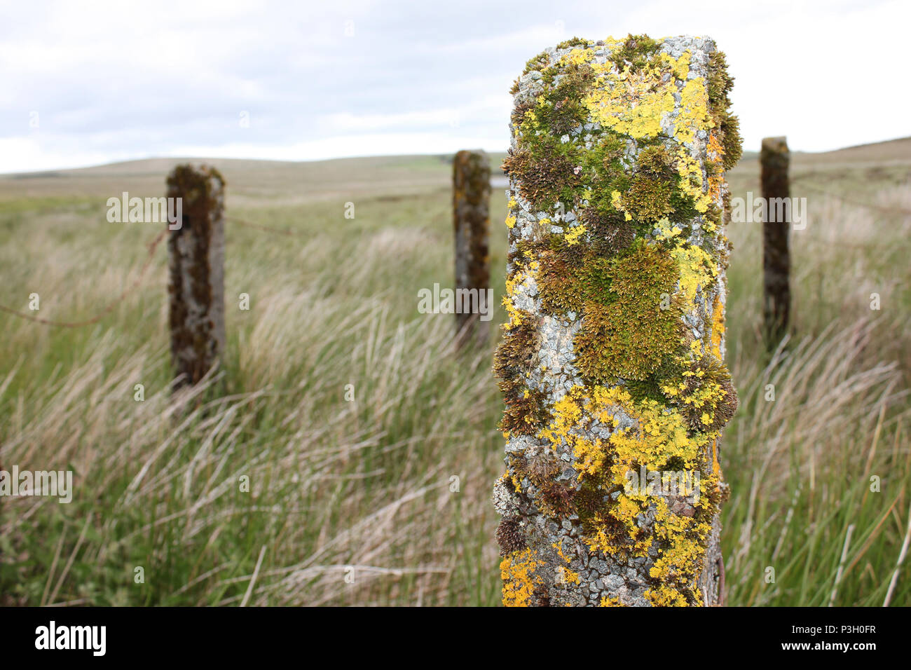 De lichen et de mousse sur Fencepost Banque D'Images