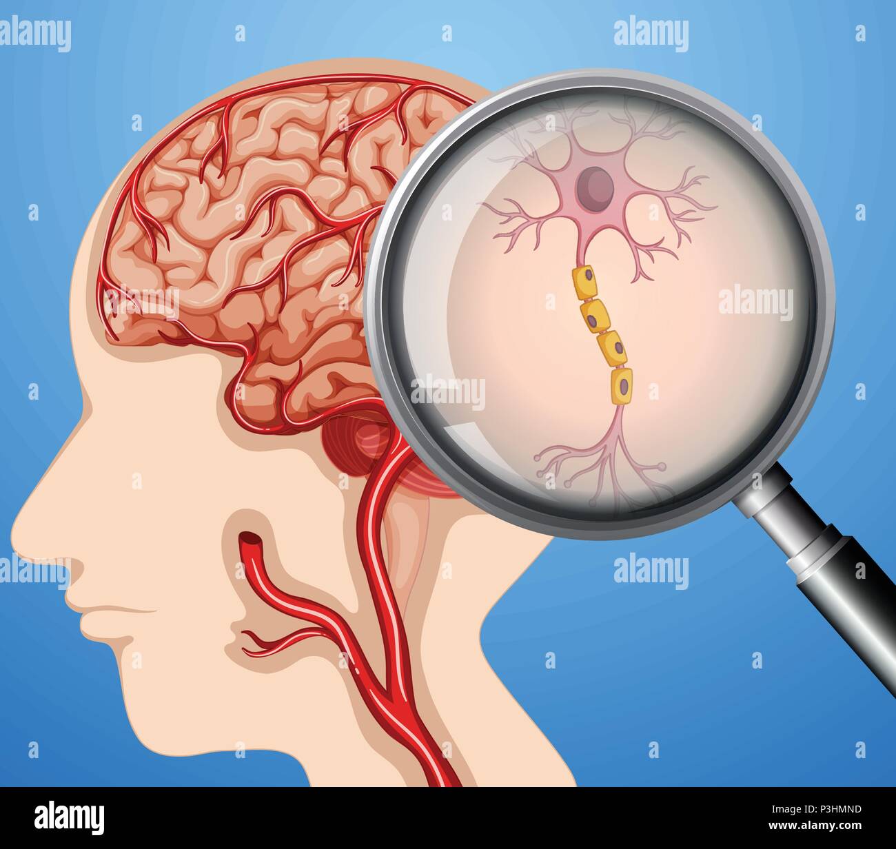 L'anatomie humaine de cerveau nerfs Neurone illustration Illustration de Vecteur