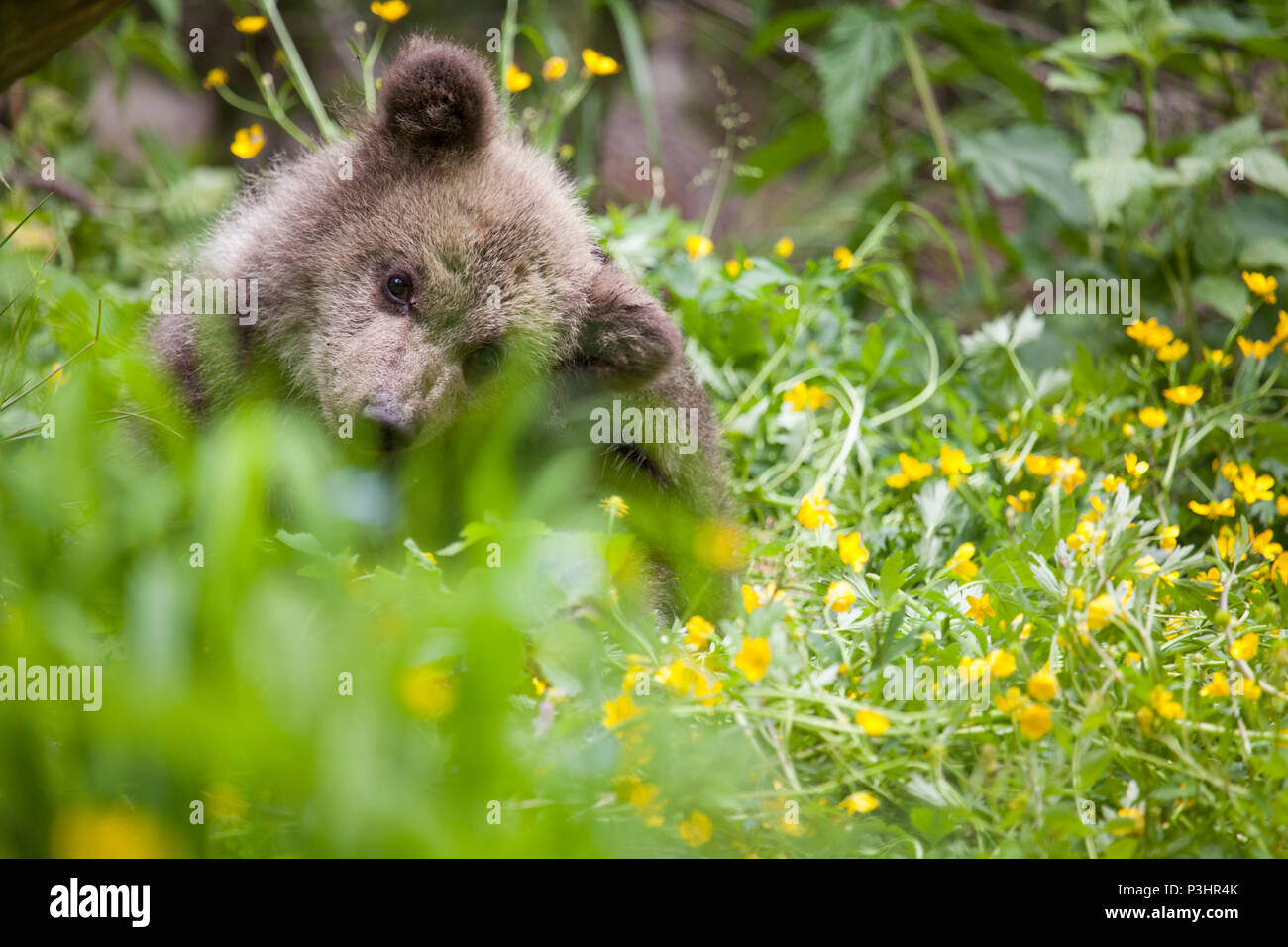 Ourson Bebe Rayures Vert Vif En Tete Pre Des Fleurs Jaunes Aux Beaux Jours Photo Stock Alamy Ourson Bebe Rayures Vert Vif En Tete Pre Des Fleurs Jaunes Aux Beaux Jours Photo Stock Alamy