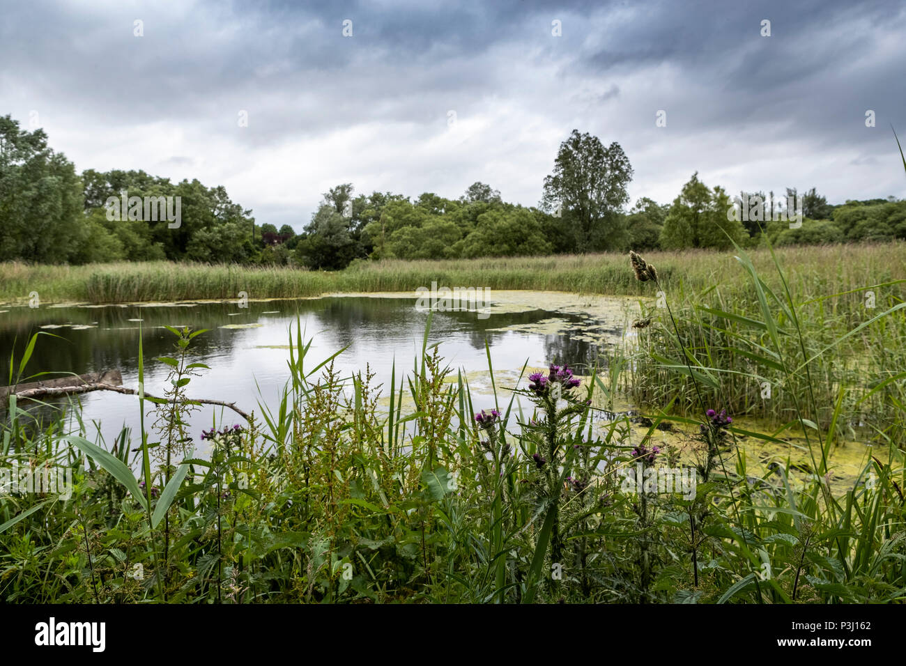 4h00 Samedi 16 juin 2018. Magor Marsh Nature Reserve, Magor, Galles du Sud. Les tempêtes de pluie météo Royaume-uni gâcher la journée de la famille prévues et les enfants Bioblitz Banque D'Images