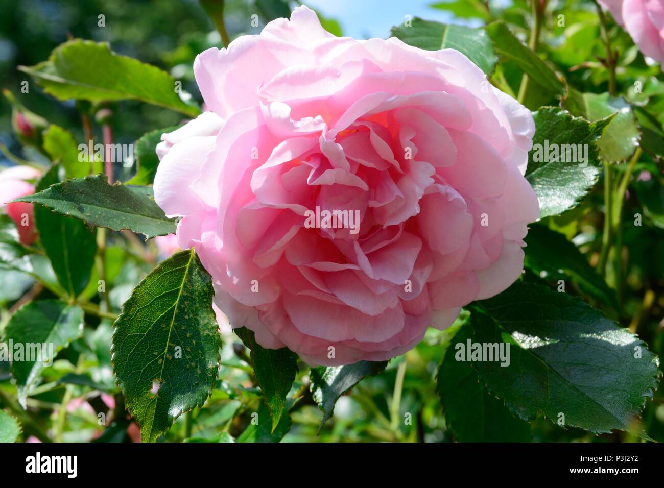 Rosa heureuse retraite rose doux parfum délicat rose tantoras Banque D'Images