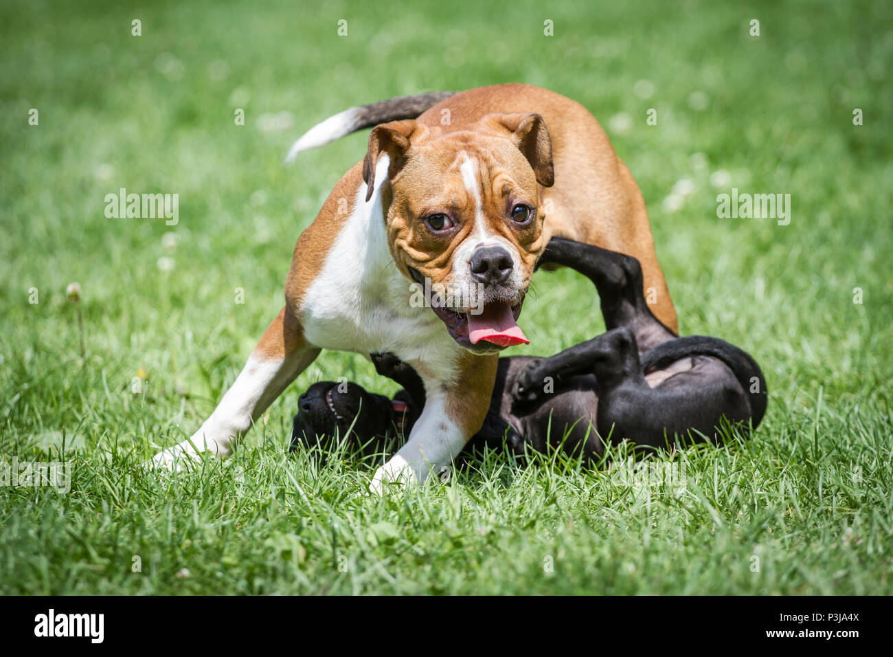 Leavitt Bulldog puppy et Staffordshire Bull Terrier puppy jouer ensemble Banque D'Images