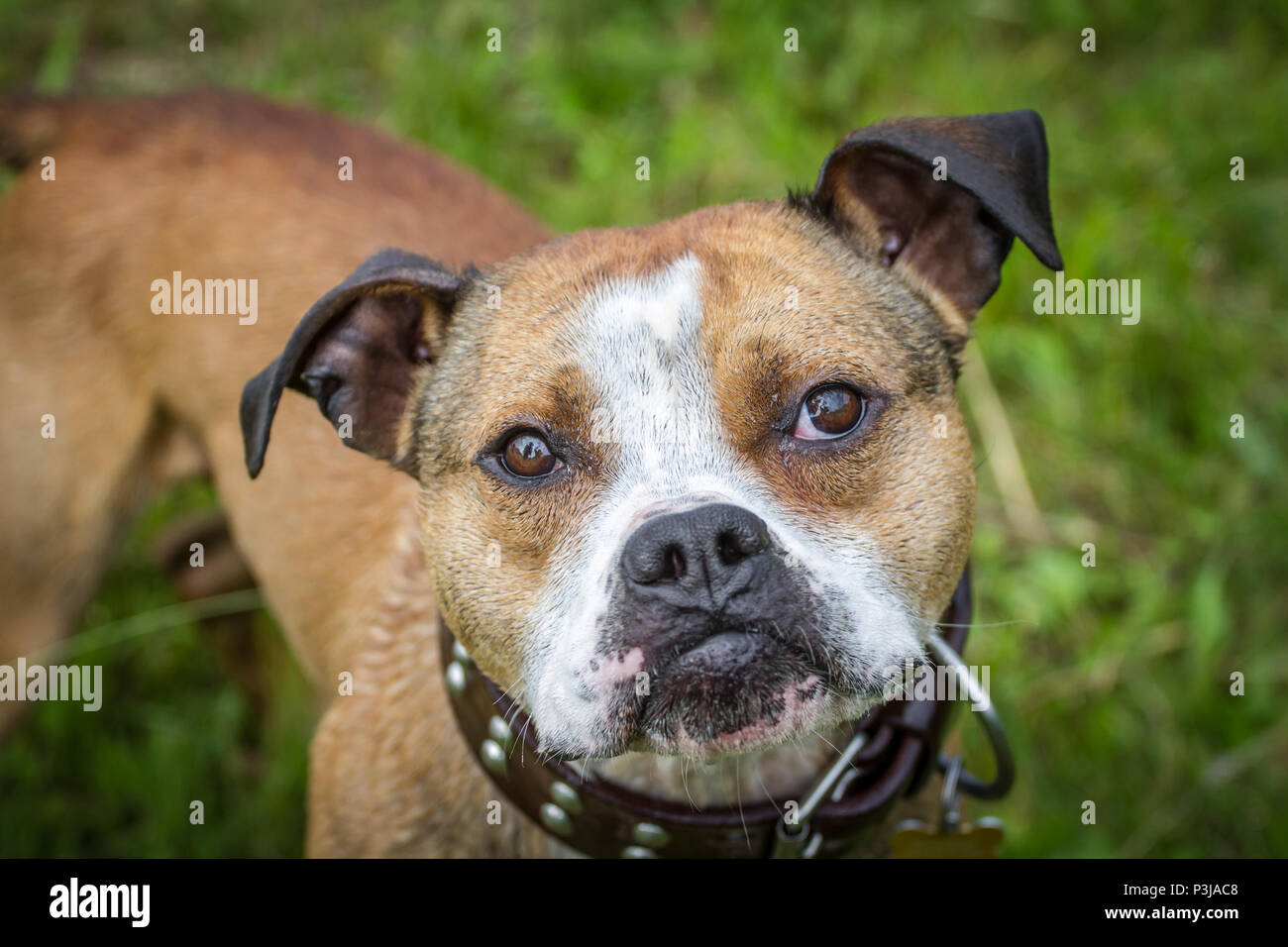 Adorable Bulldog regardant la caméra Banque D'Images
