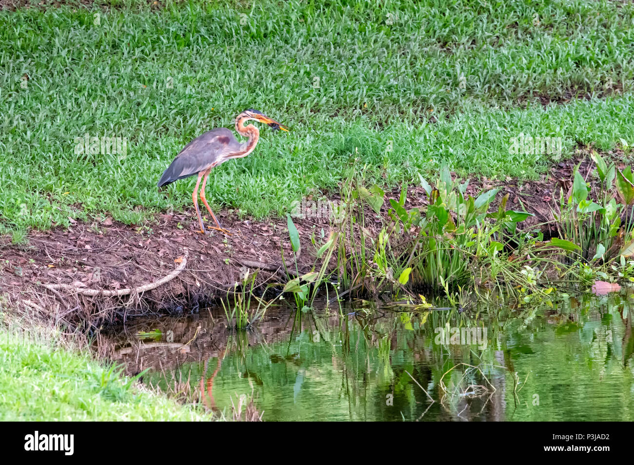Héron pourpré (Ardea purpurea) de chasser une proie au bord d'un étang à Kota Kinabalu, Sabah, Bornéo, Malaisie Banque D'Images