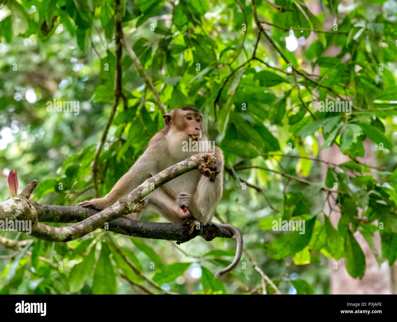 Macaque à longue queue assis dans un arbre dans la forêt tropicale de Malaisie Banque D'Images