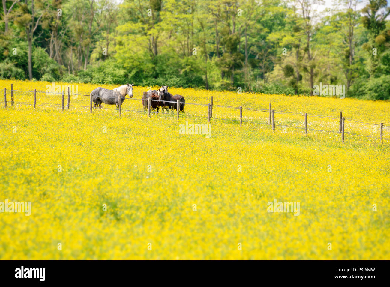 Les chevaux percherons dans un champ de fleurs sauvages jaune dans la province du Perche, France Banque D'Images