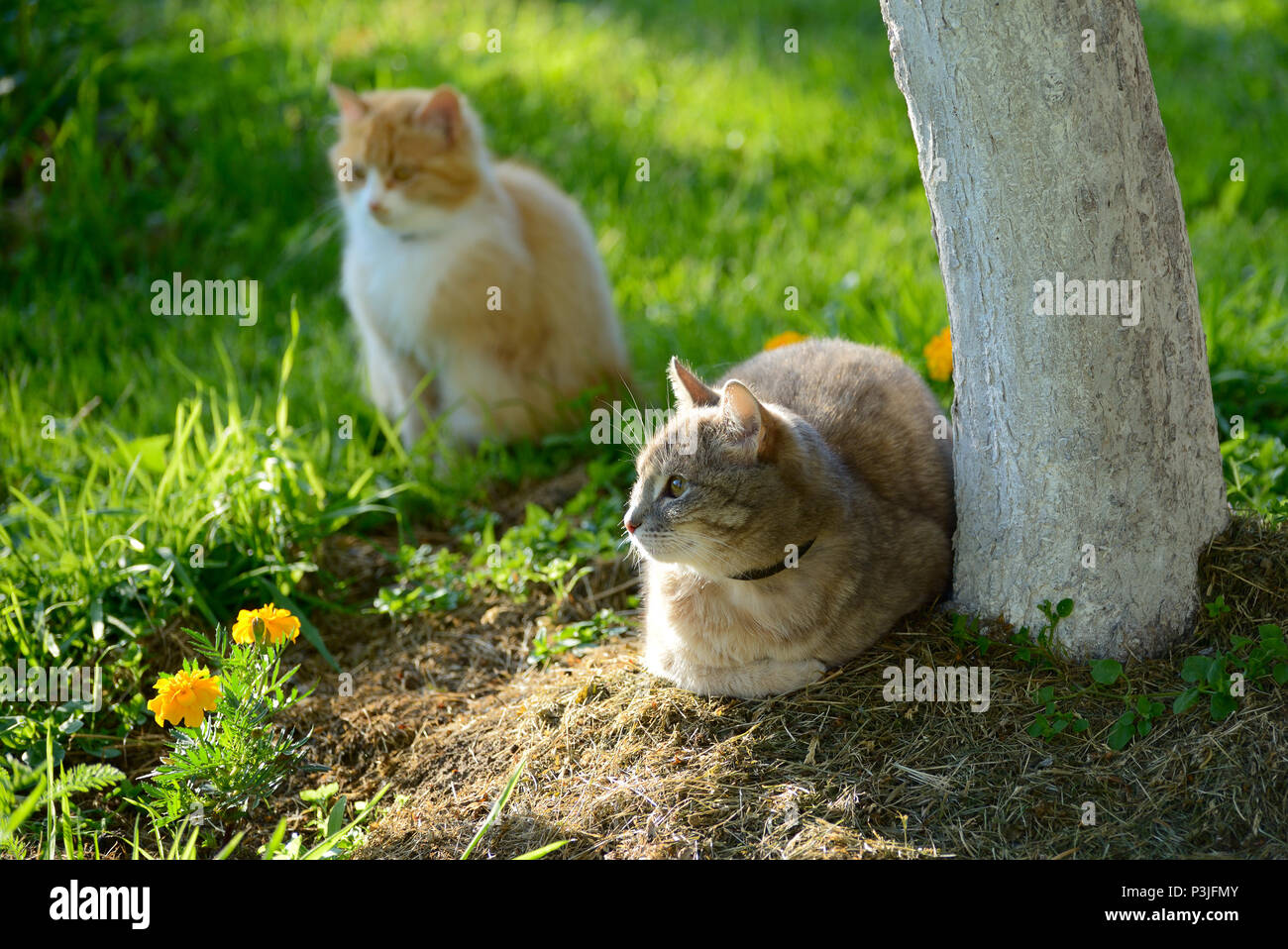 Deux chats dans l'anti-flea colliers dans le jardin Banque D'Images