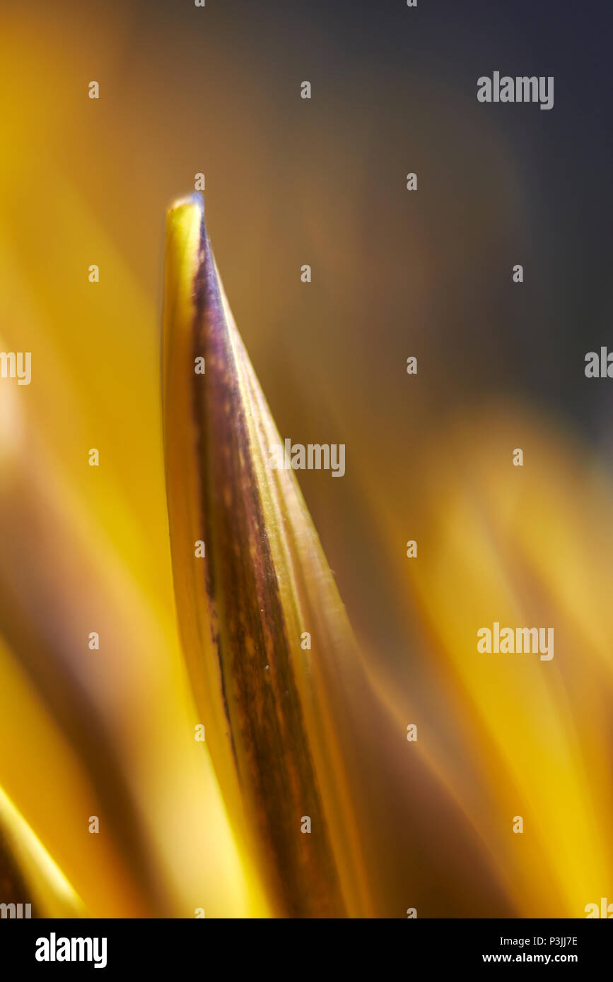 Macro extrême de près de l'un des pétales de fleur jaune tournesol dans tôt le matin en attendant le soleil pour ouvrir Banque D'Images