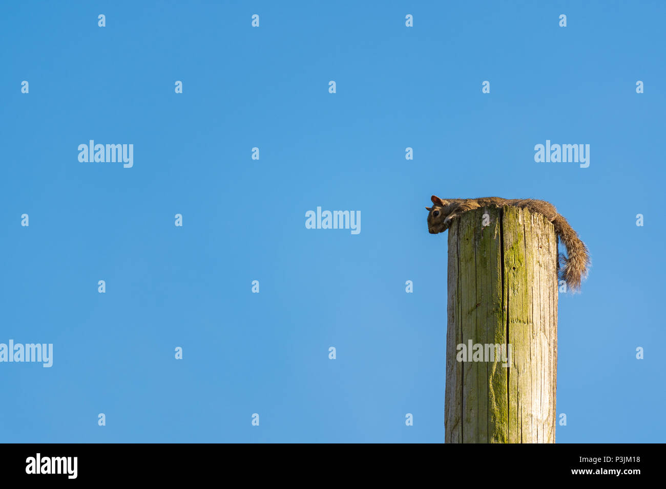 Pose de l'écureuil au sommet d'un poteau de téléphone, fond de ciel bleu. Banque D'Images