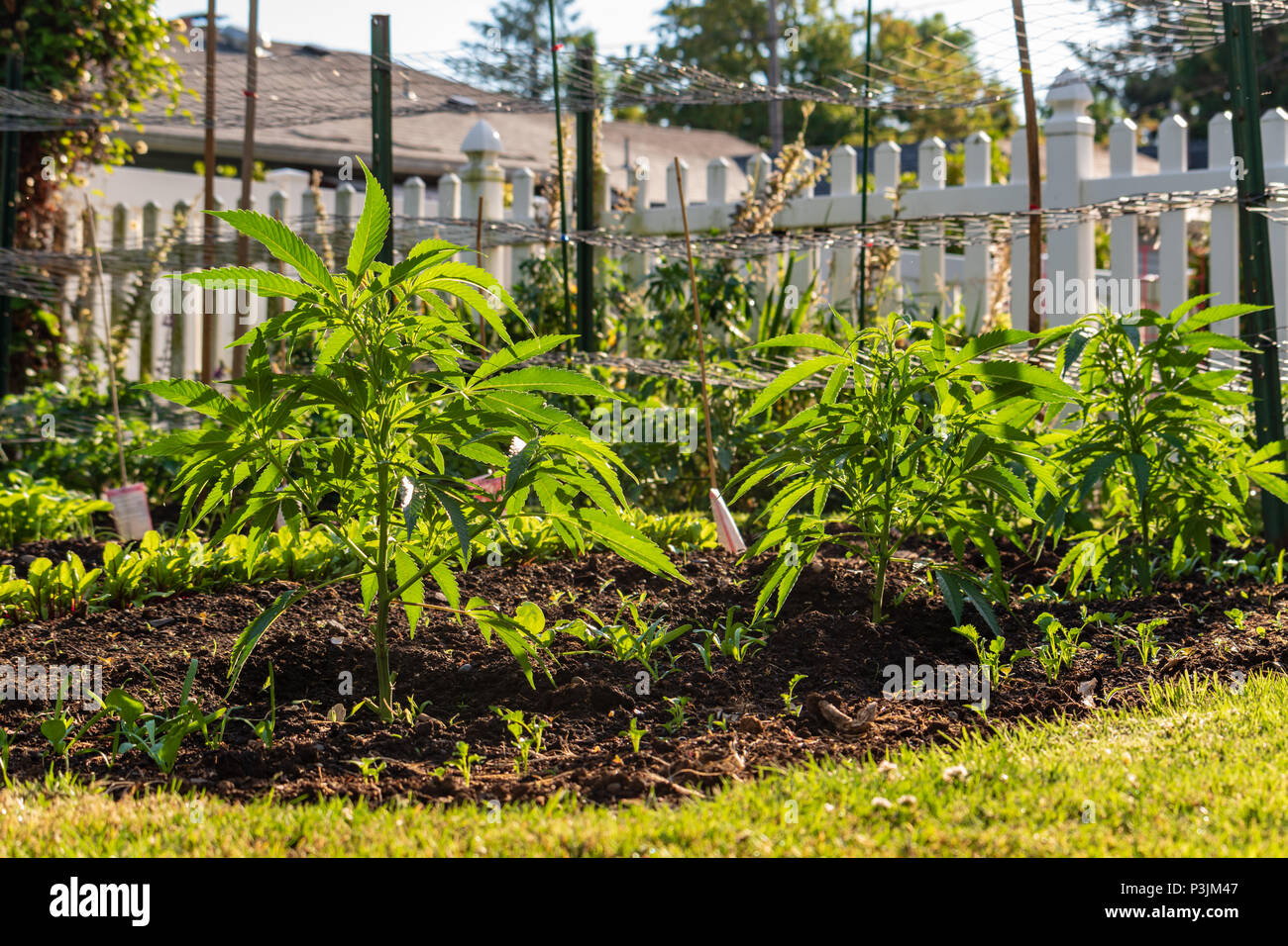 Les plants de marijuana poussent dans un jardin en milieu urbain. Banque D'Images