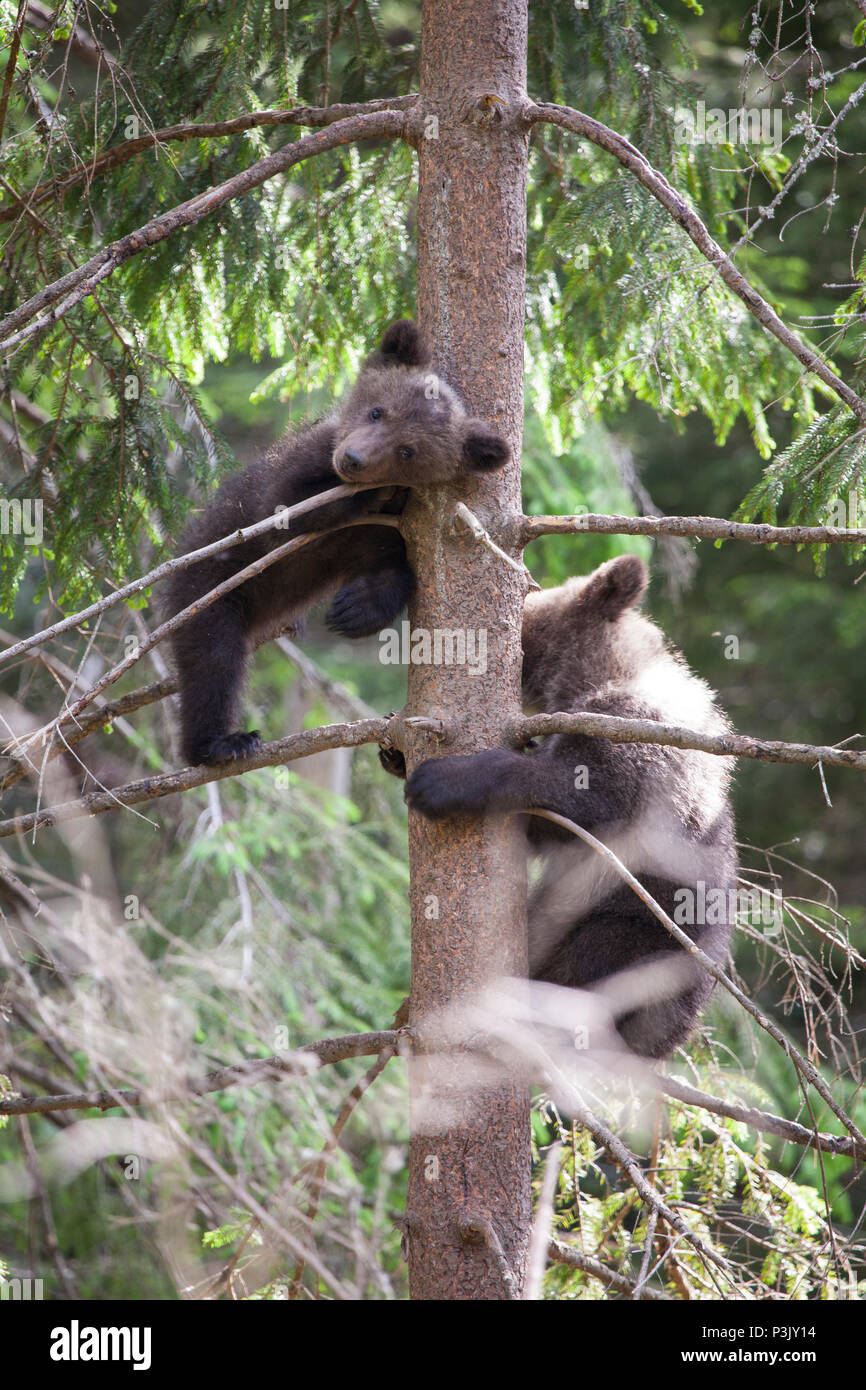 Deux frères d'ourson de l'arbre de la direction générale de l'épinette en vert forêt épaisse Banque D'Images