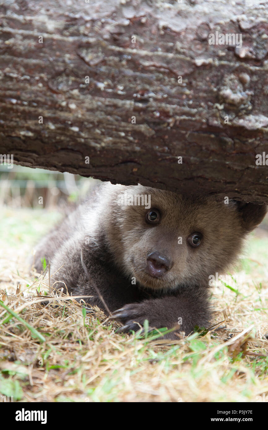 Bebe Ourson Sous Portrait D Arbre Sur L Herbe Verte Avec Journee Ensoleillee Photo Stock Alamy