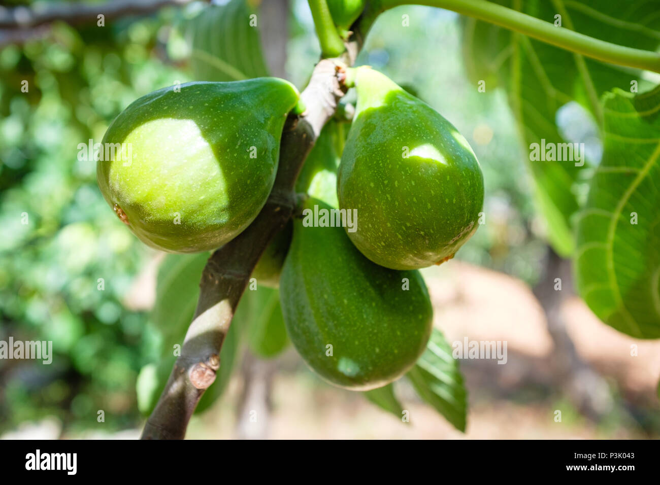 Ficus carica - figues sur l'arbre - Pouilles, Italie Banque D'Images