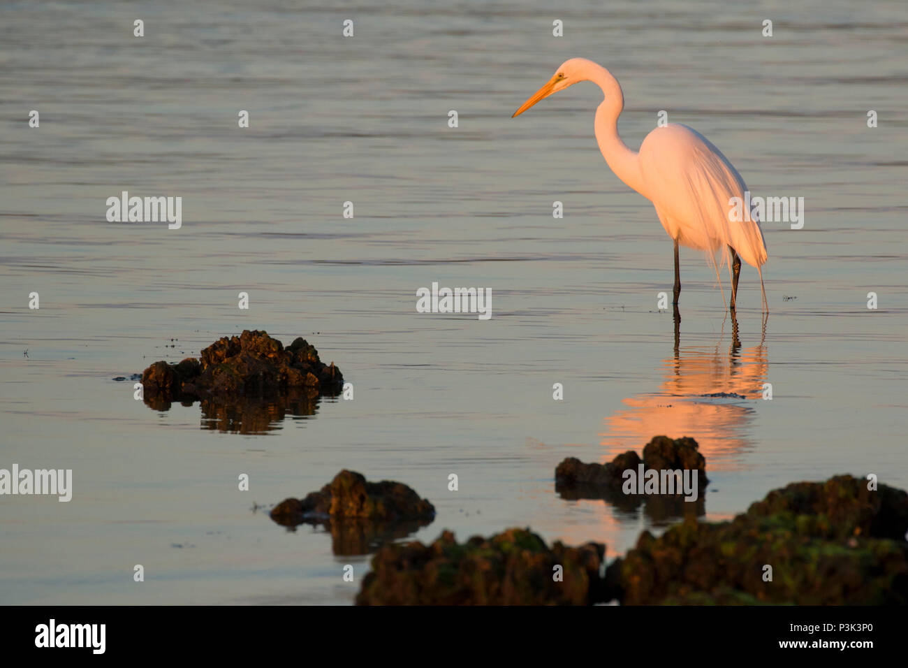 Wabasso causeway park Banque de photographies et d’images à haute