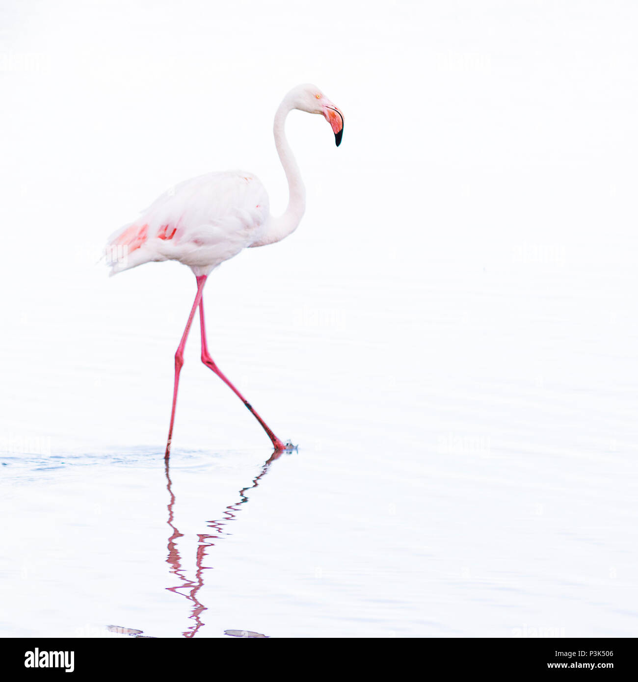 Les pataugeoires élégant oiseau flamingo, high key, avec sa longue leggs reflétant dans l'eau Banque D'Images